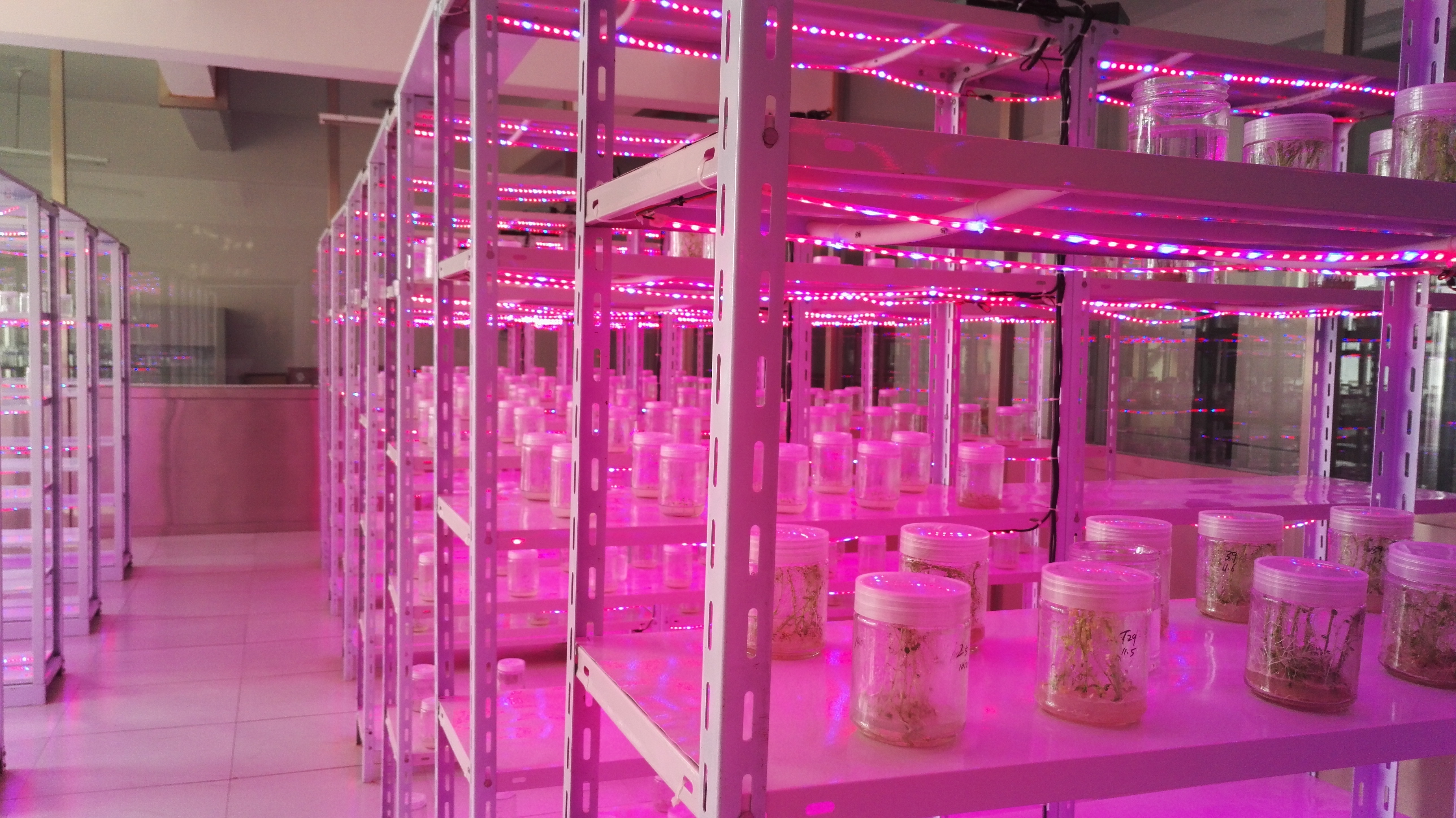 A2-308 植物组织培养室.jpg A2-308 植物组织培养室.jpg